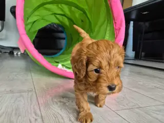 Cavapoo f1b 