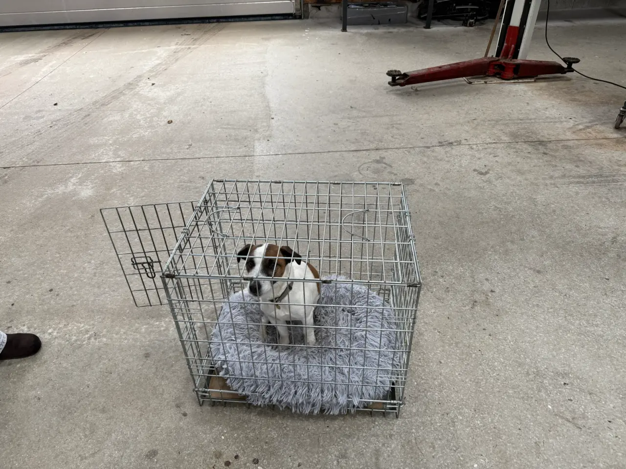 Billede 2 - Hundebur til bil. transportkasse