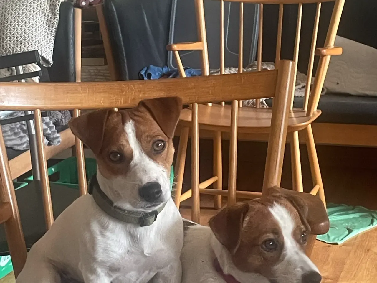 Billede 8 - Jack Russell Hvalpe - Glathåret - DKK stamtavle