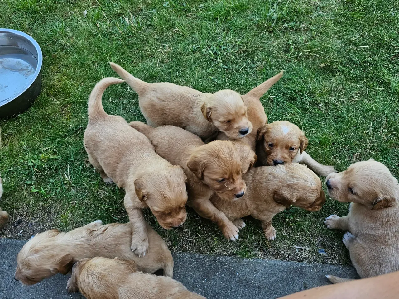 Billede 8 - Mørke Golden Retriever hvalpe