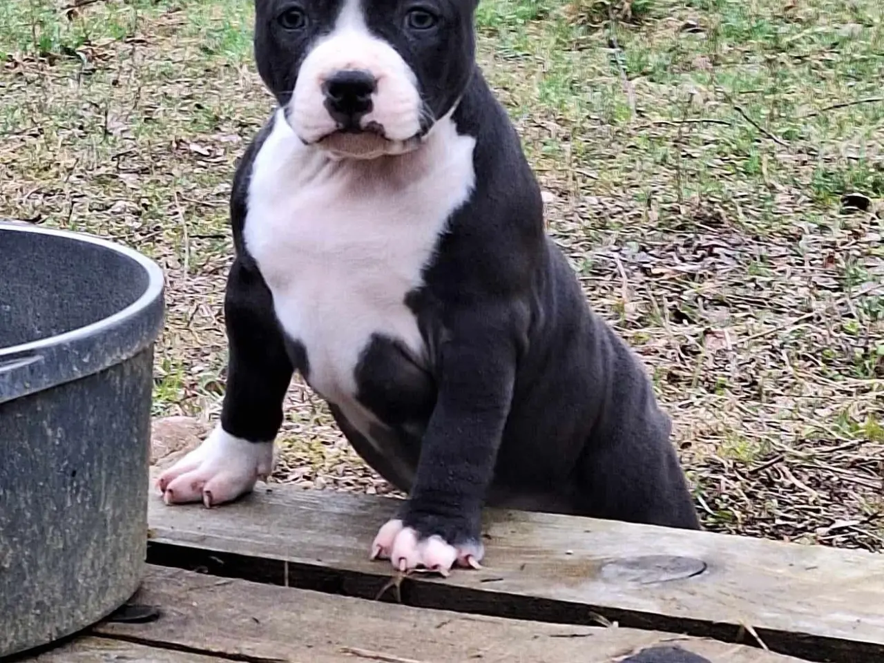 Billede 3 - bully hvalpe