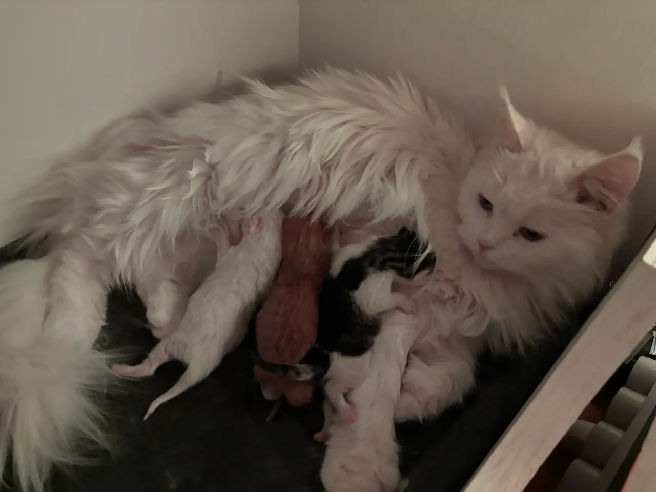 Billede 4 - Mainecoon - Norsk Skovkat
