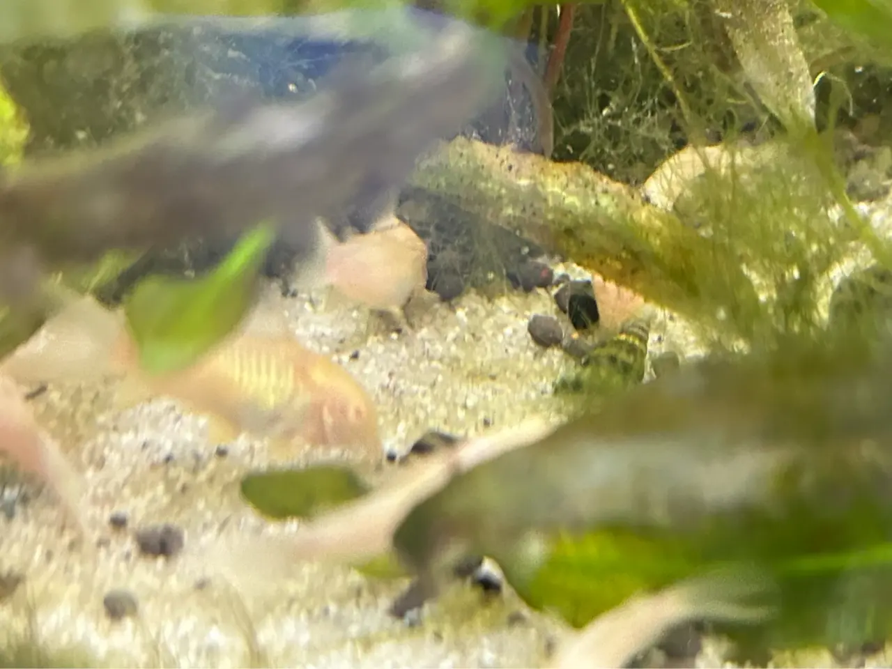 Billede 2 - 🐟⚪️ Albino pansermaller – 3-4 cm Premium | Viby J