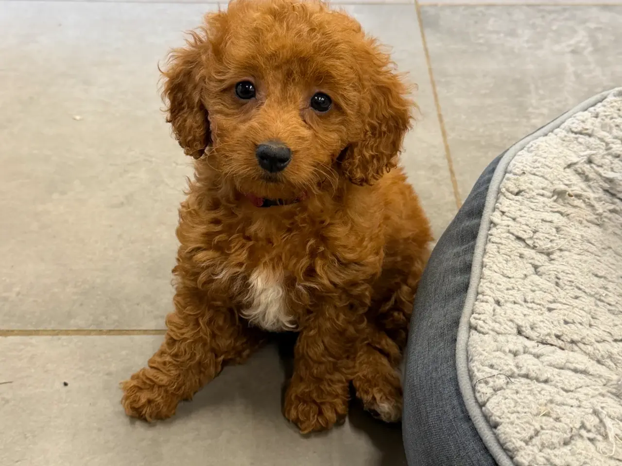 Billede 16 - 🐶☀️ Skønne Cavapoo-hvalpe søger deres kommende fa