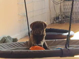 Skønne gammeldags brune Labrador hvalpe.