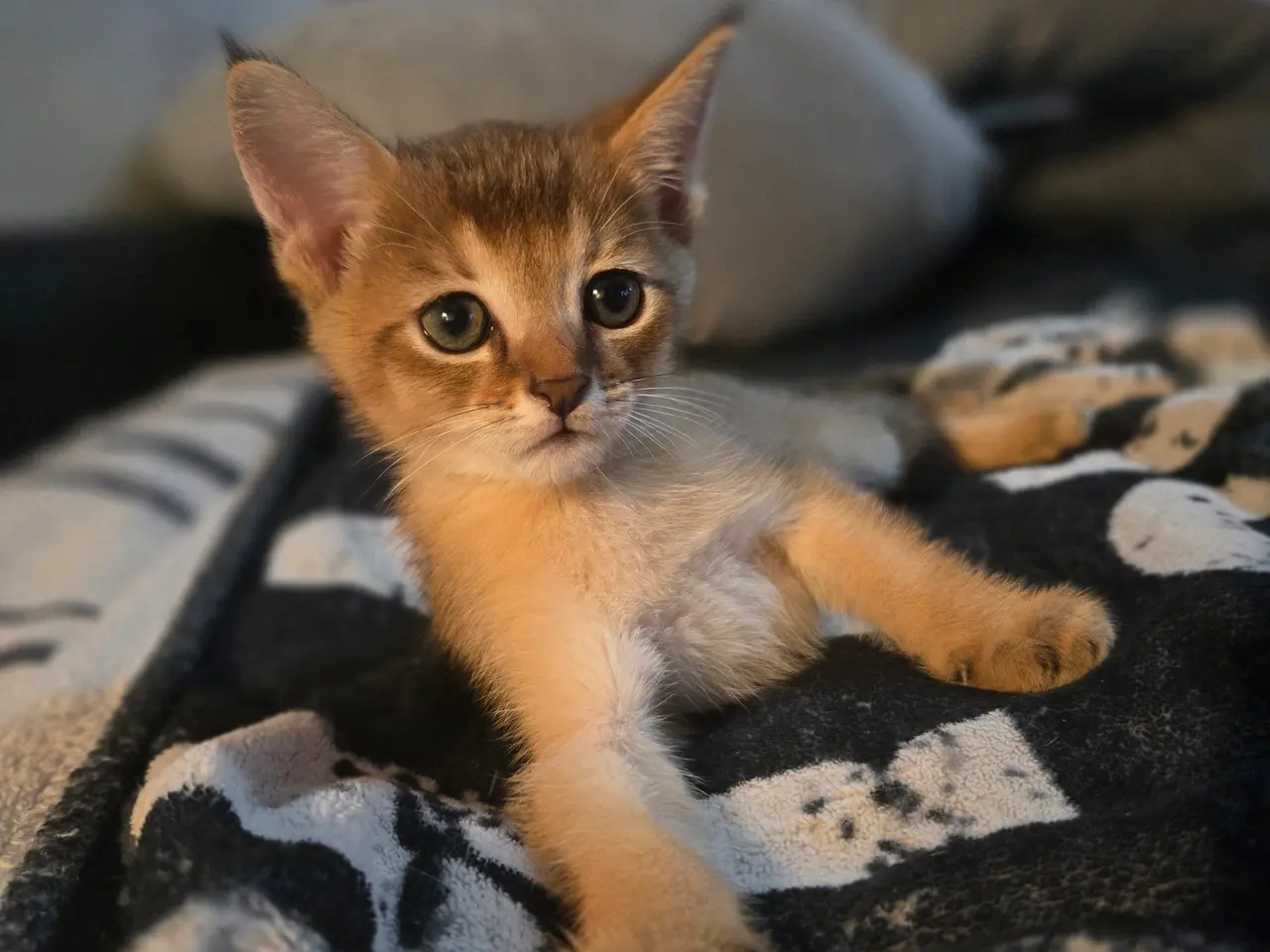 Billede 5 - Dreng – Stitch (Chausie F6)