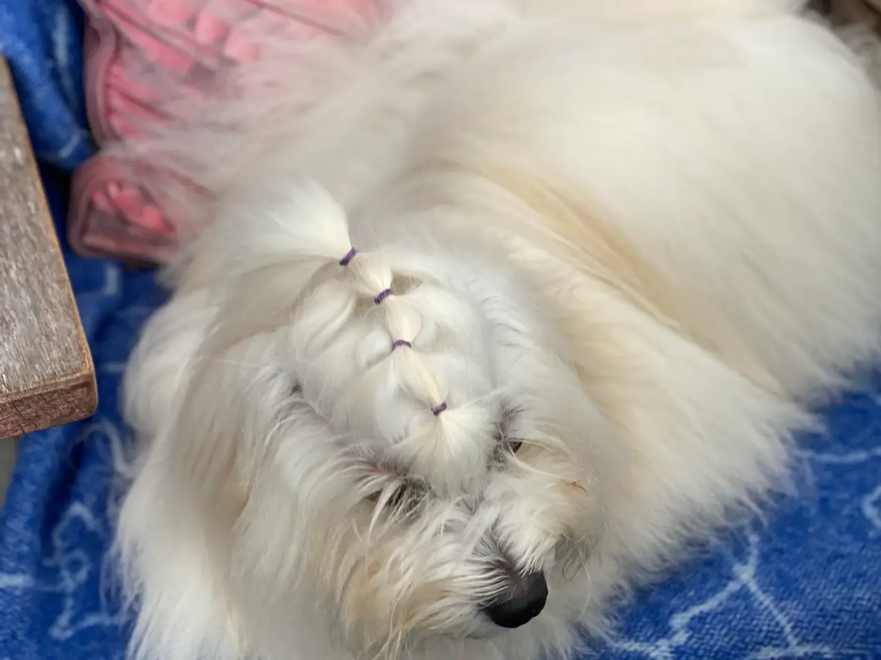 Billede 6 - Coton de Tulear med DKK stamtavle