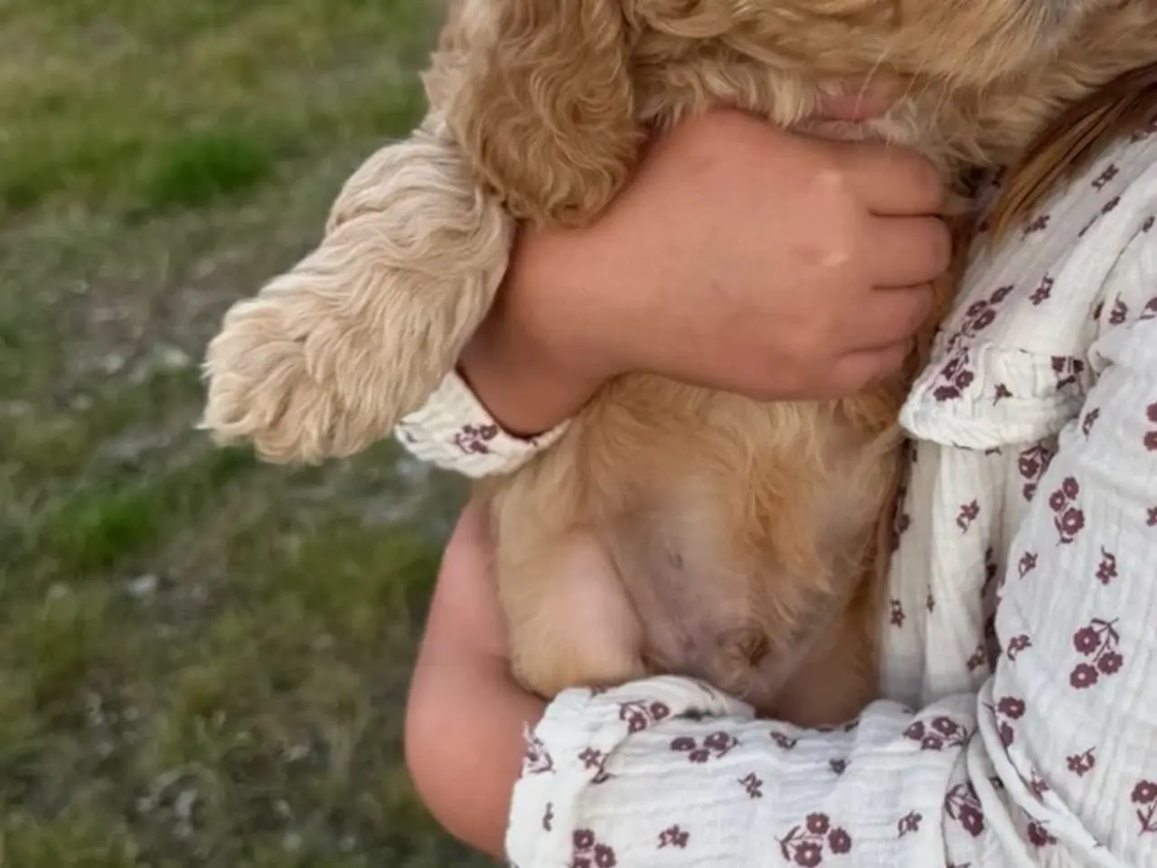 Billede 8 - 🐶❤️ 4 SKØNNE COCKERPOO-HVALPE SØGER KÆRLIGE HJEM