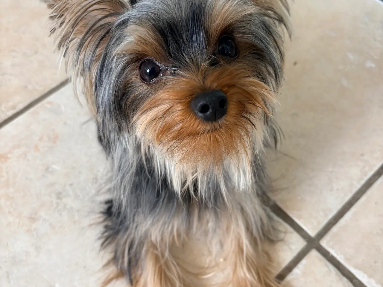 Billede 3 - Skøn og selskabelig Yorkshire Terrier på 11 mdr