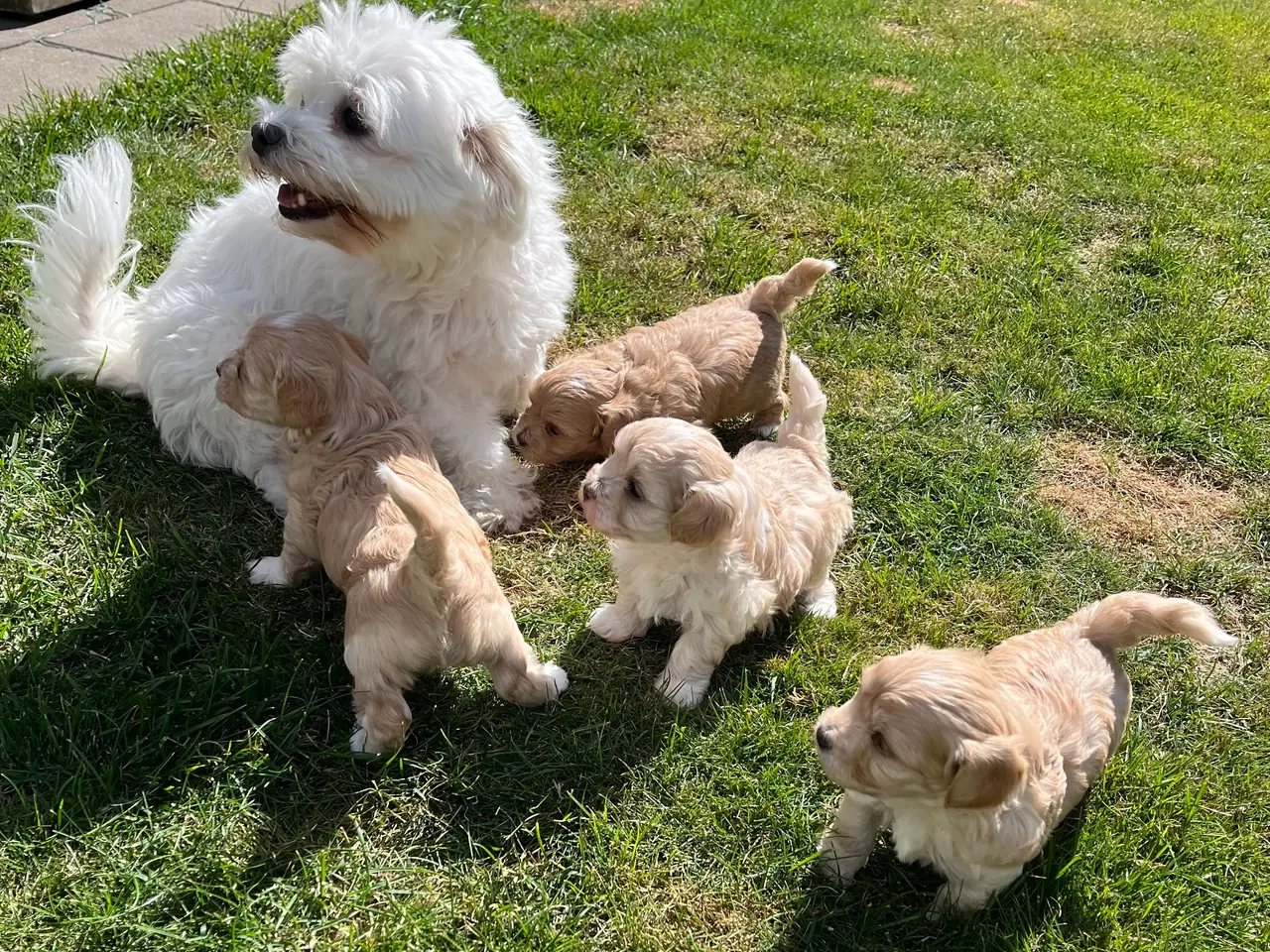 Billede 8 - Maltipoo drenge søger nye familier💙
