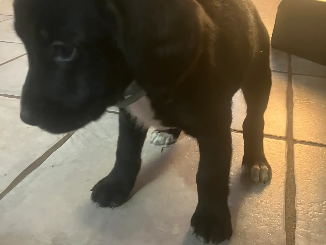 Billede 16 - Blanding schæfer springer 7 uger gamme. 