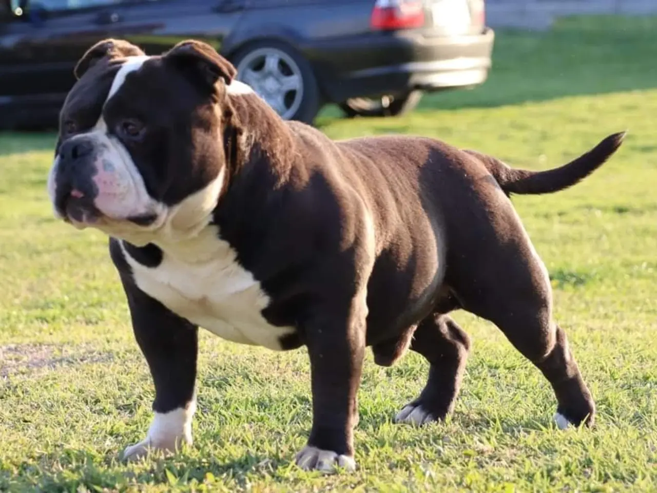Billede 5 - bully hvalpe