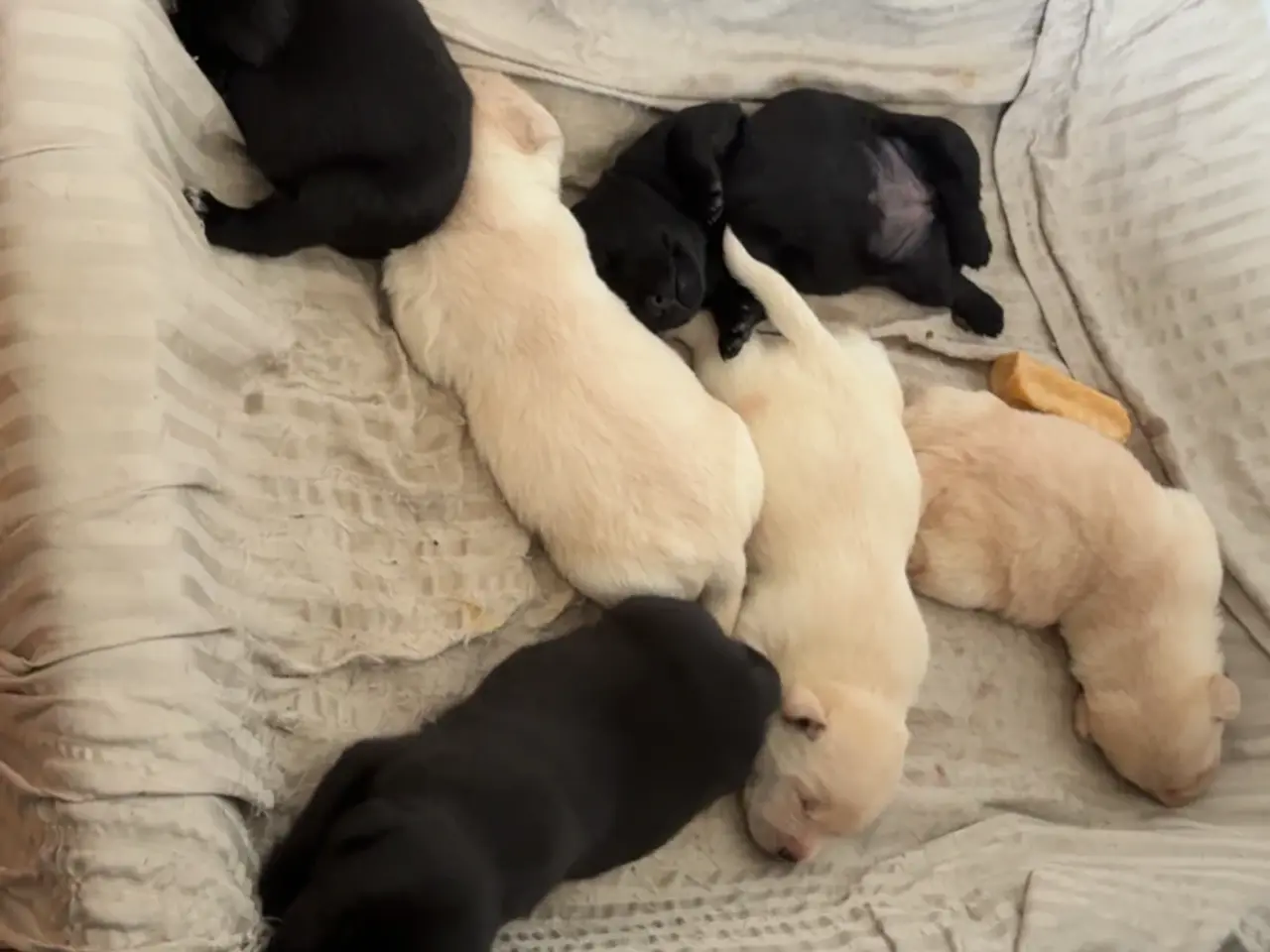 Billede 3 - 🐶Labrador/Samojede - Skøn og kærlig hvalp (Tæve)