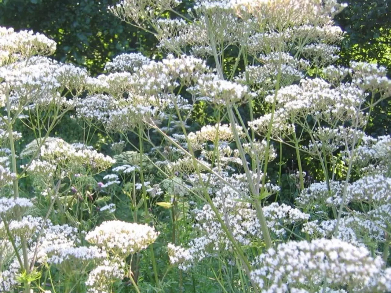 Billede 1 - Planter