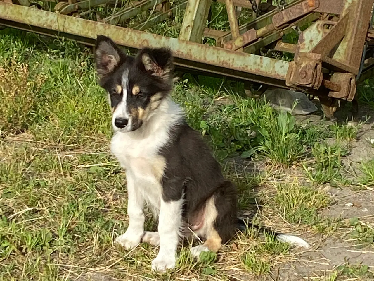 Billede 11 - Border Collie