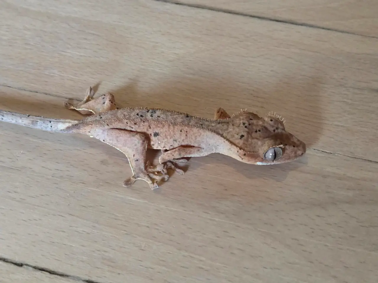 Billede 2 - Kronegekko