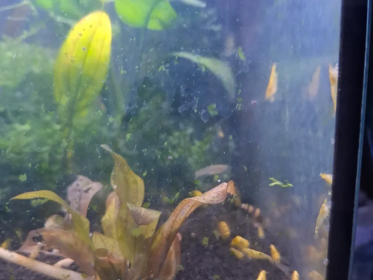 Billede 1 - Akvarie rejer