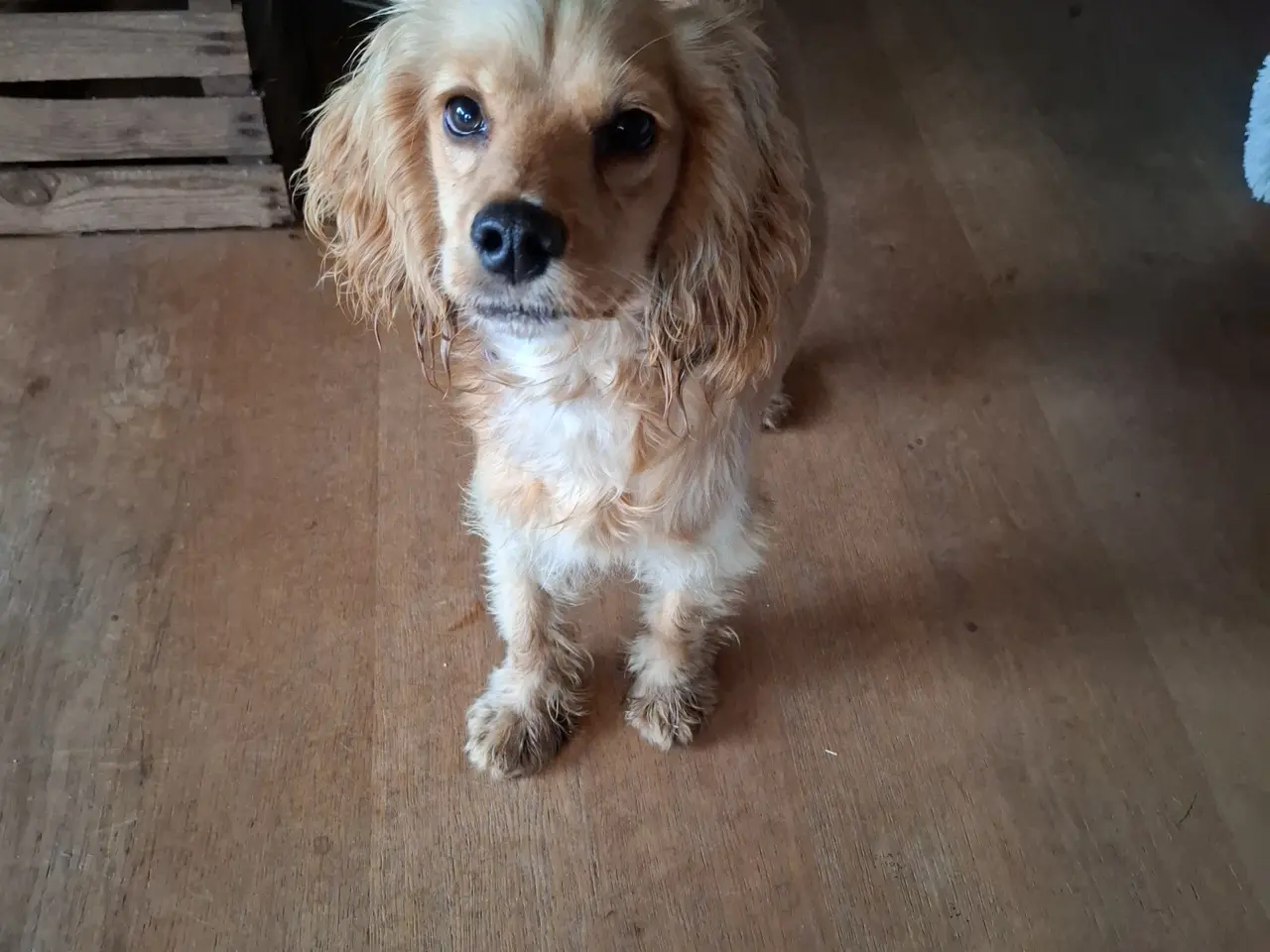 Billede 2 - Sødeste Engelsk Cockerspaniel piger