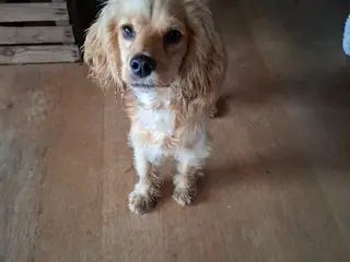 Sødeste Engelsk Cockerspaniel piger