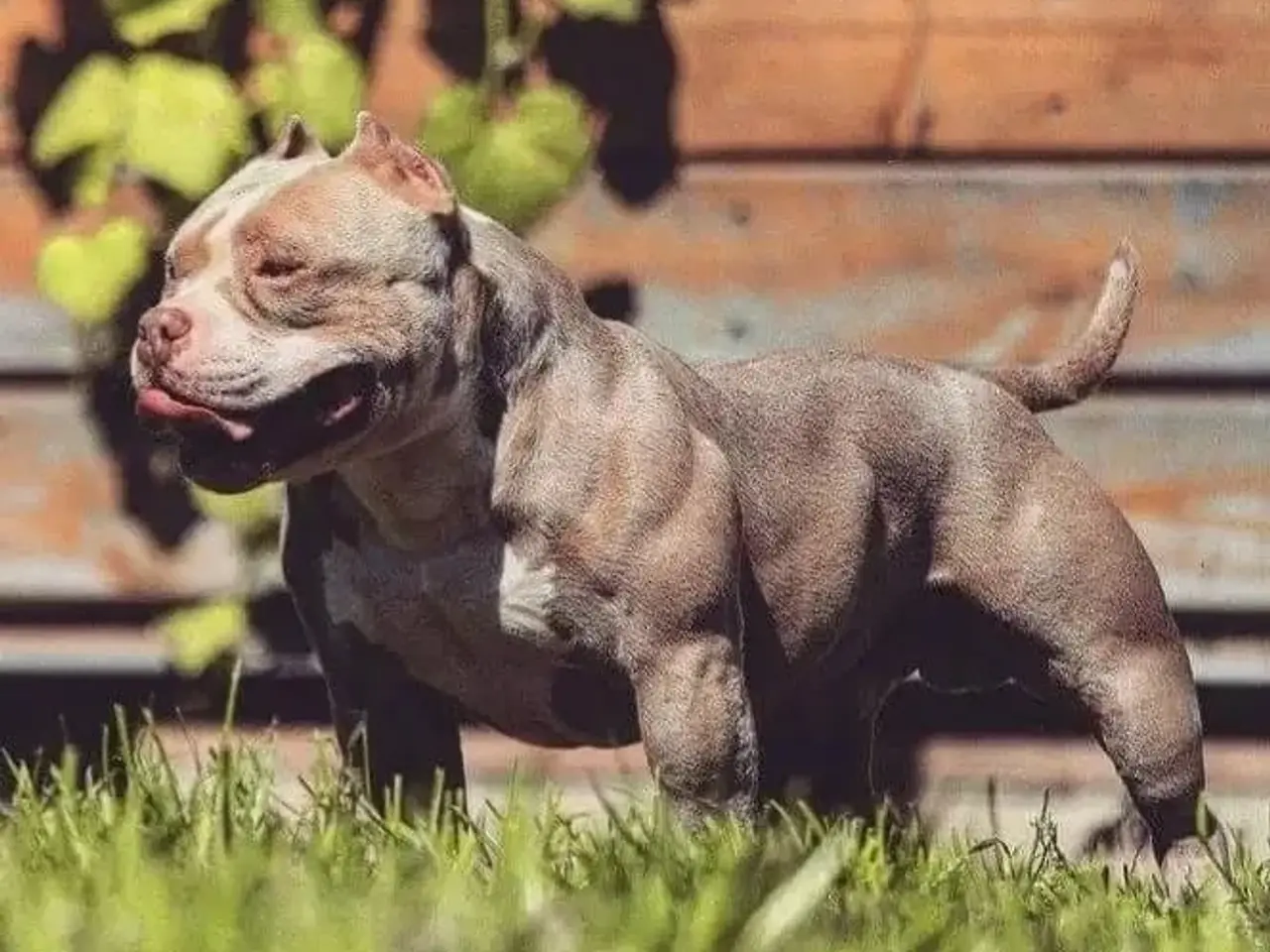Billede 6 - bully hvalpe