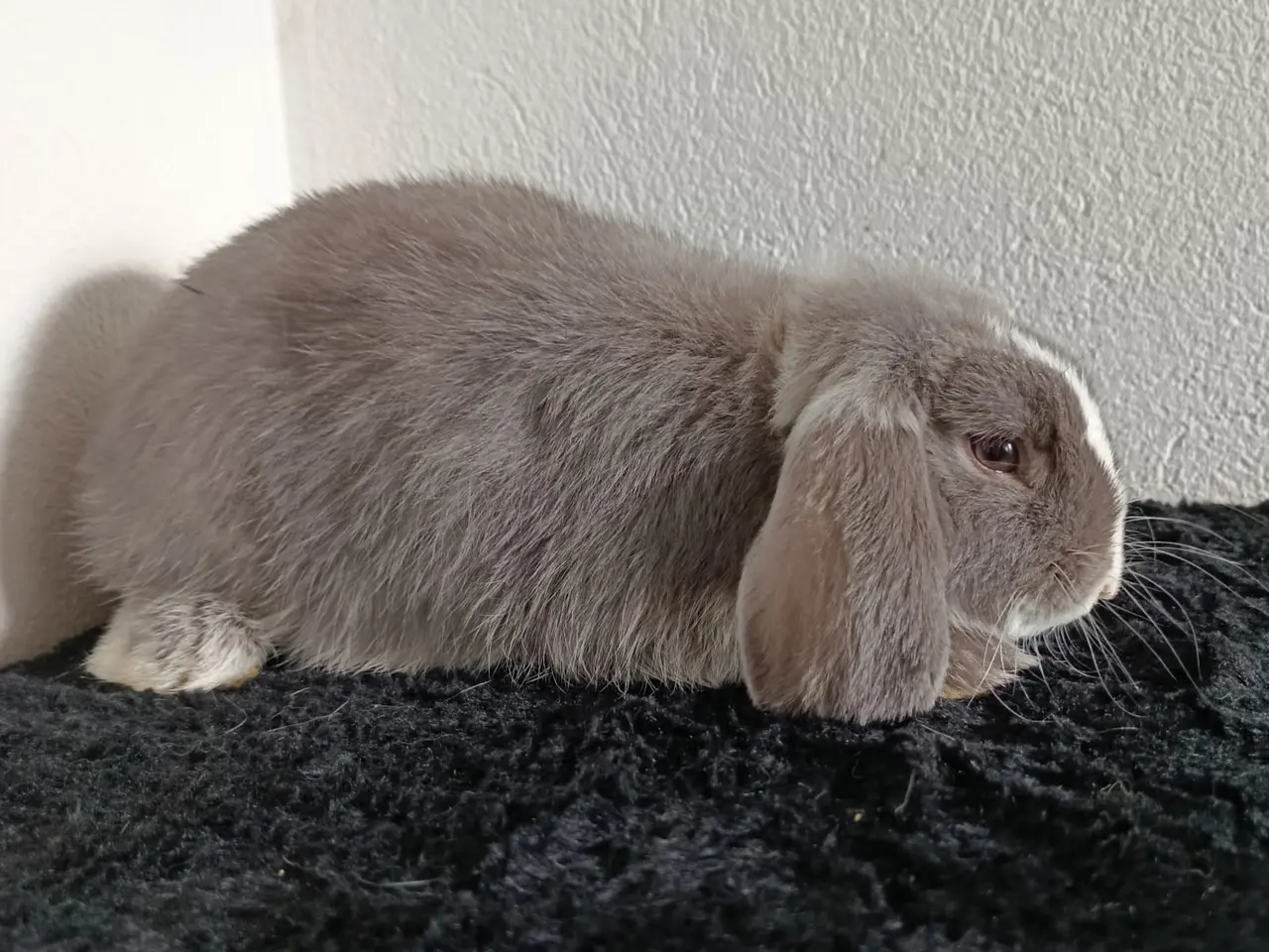 Billede 5 - Smuk Mini Lop