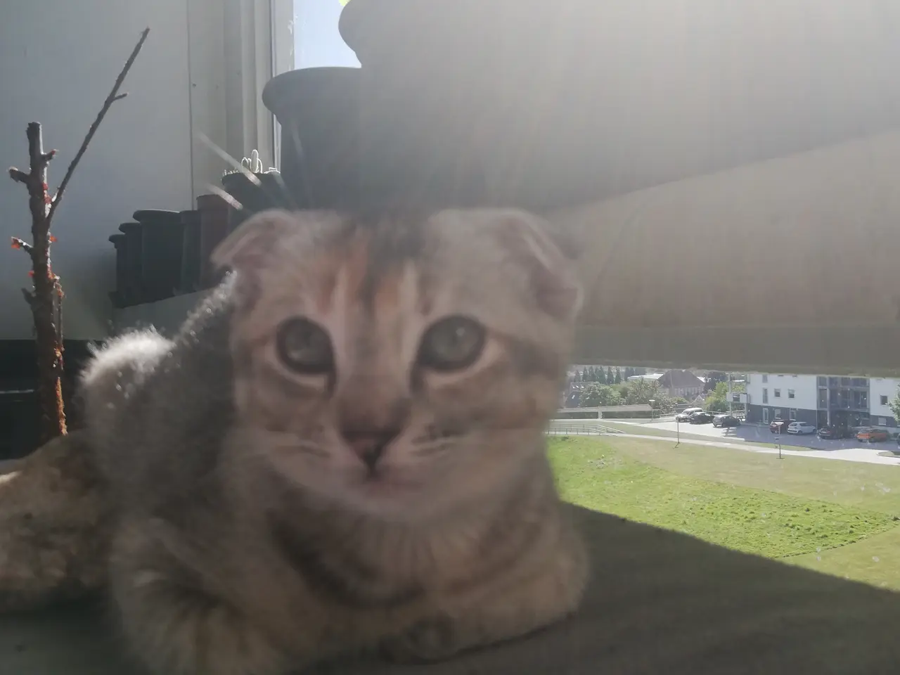 Billede 8 - Lisa – Sød og blid Scottish Fold hunkat søger kærl