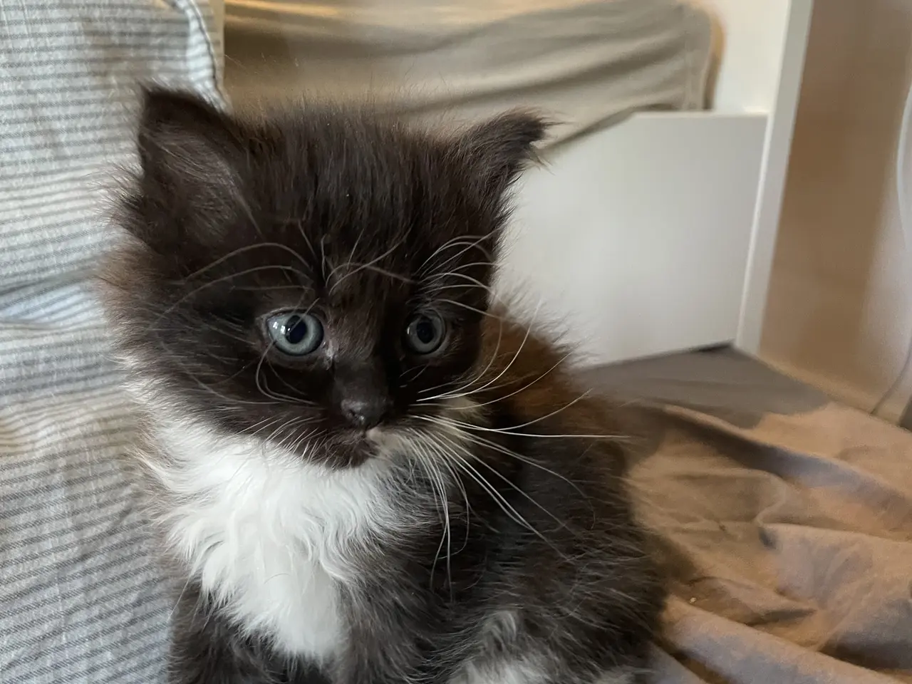 Billede 4 - Killinger Ragdoll/Ragamuffin