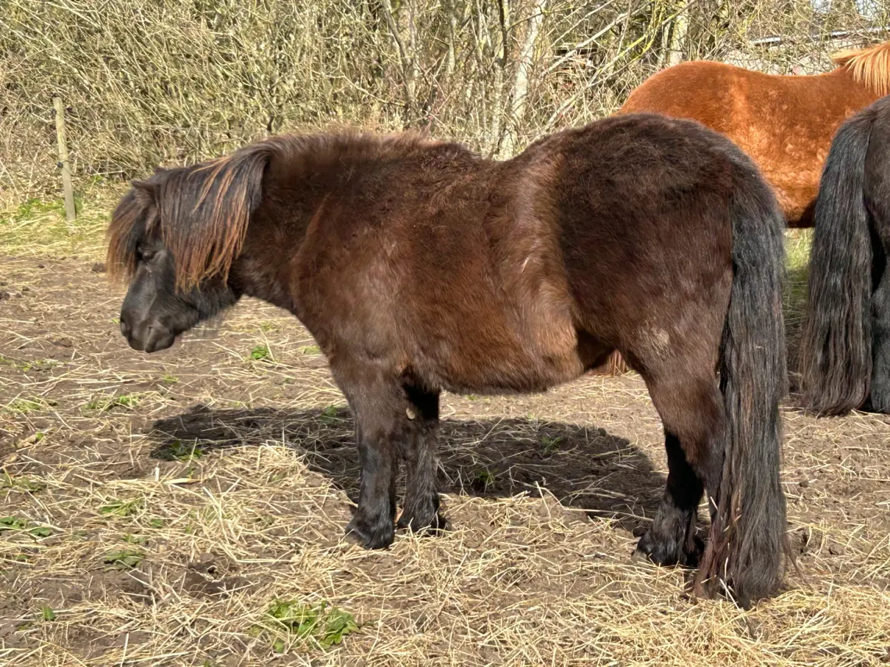 Billede 13 - To skønne shetlænder sælges evt bytte 