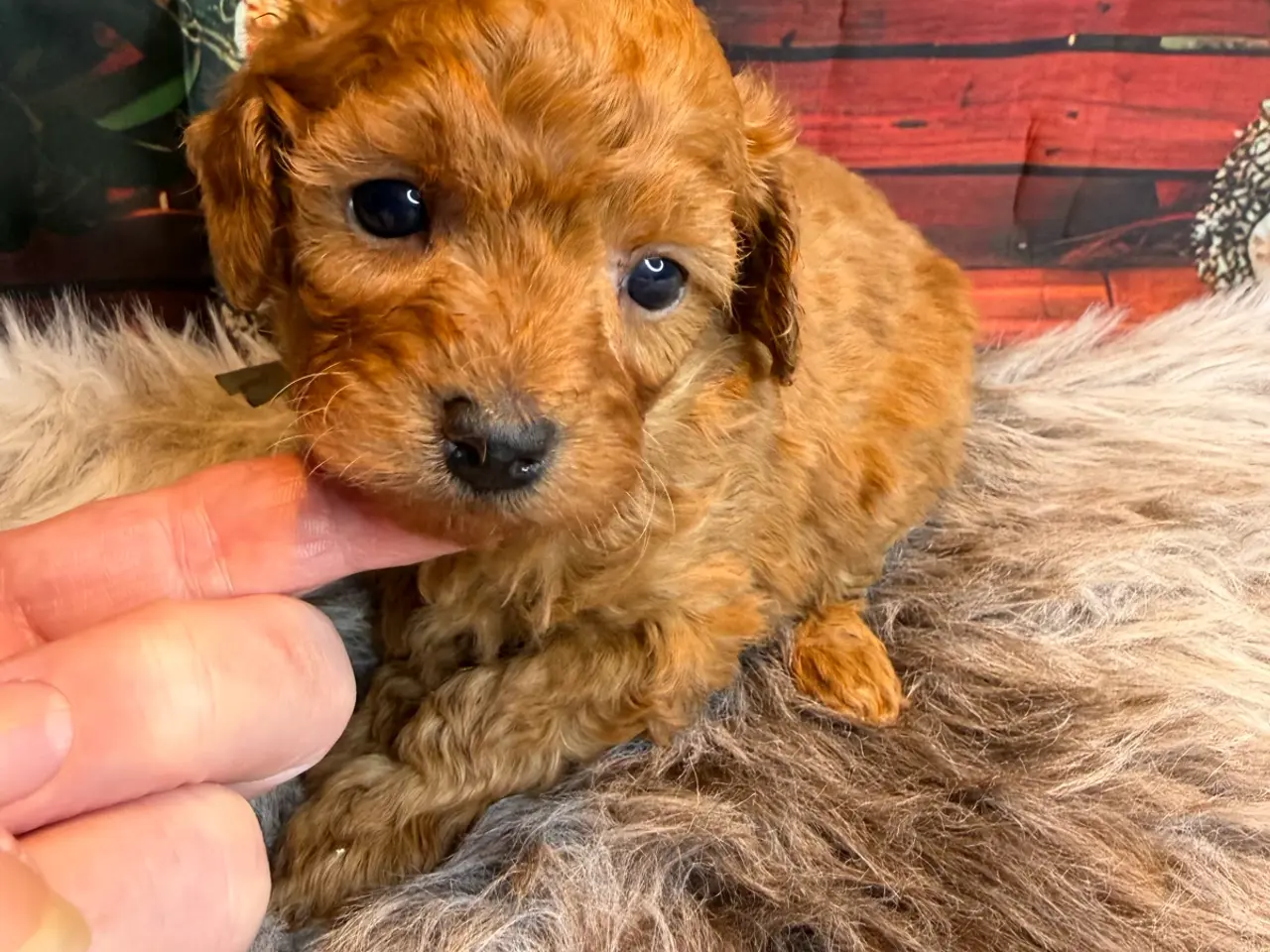 Billede 14 - 🐾❤️ Små Maltipoo-hvalpe – store hjerter ❤️🐾