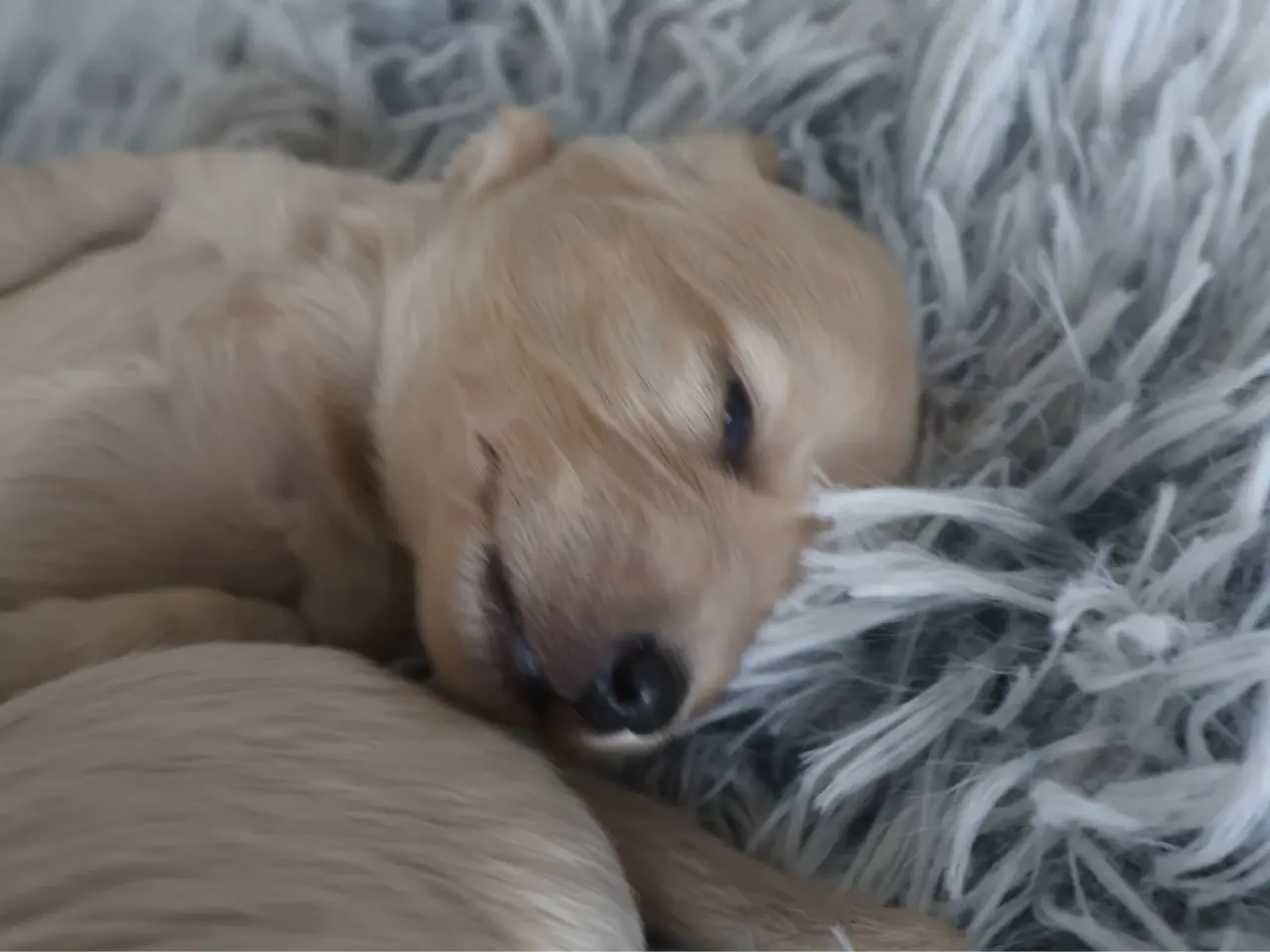 Billede 6 - Blonde langhåret gravhunde