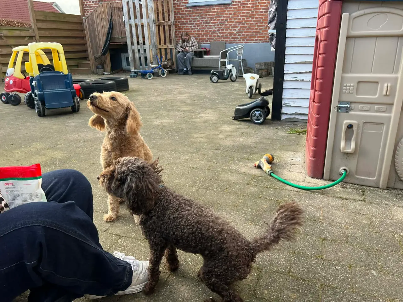 Billede 5 - Goldendoodle F1B