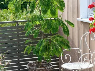 30 Sovende Silkerosentræ