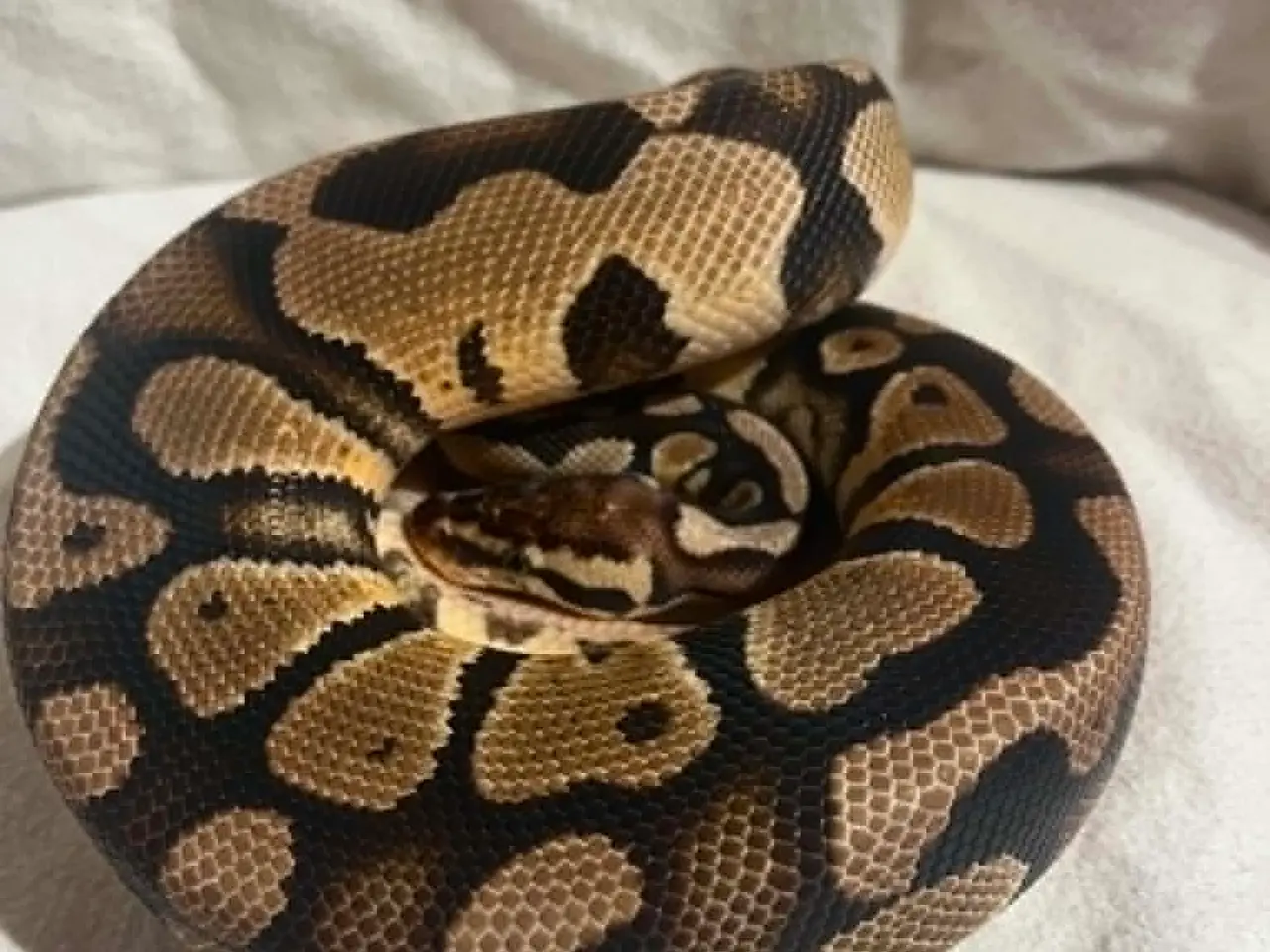 Billede 1 - Kongepython 1,0 Pastel