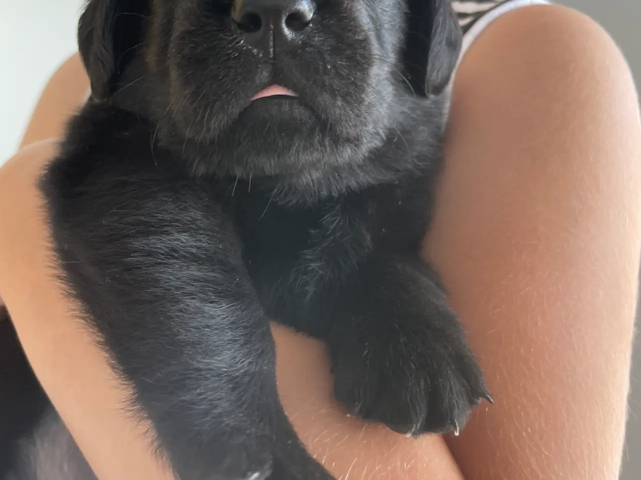 Billede 9 - Labrador/golden retriever hvalpe til salg