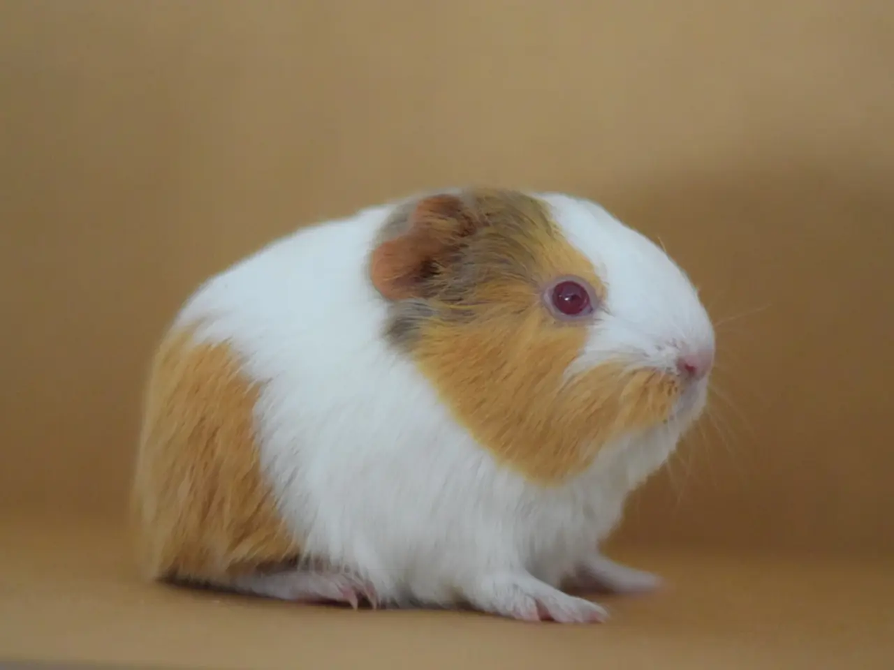 Billede 2 - Marsvin Sheltie