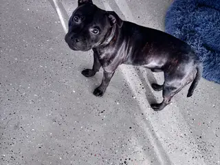 Staffordshire bullterrier han, hvalp 7 mdr