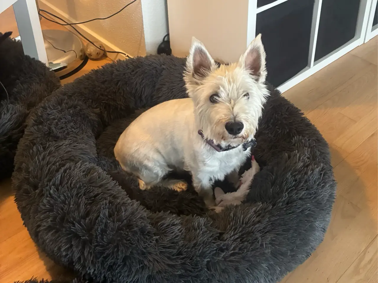 Billede 7 - Wee-Chon skøn blanding med Westie og Bichon Frisé