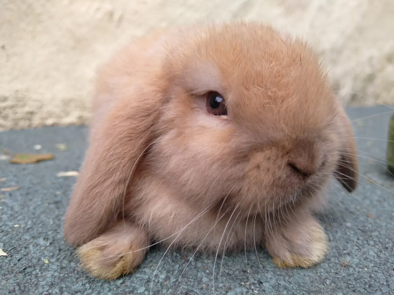 Billede 1 - Mini Lop UK hun unge