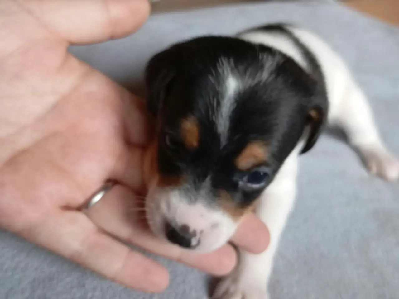 Billede 8 - Ðansk svensk gårdhunde hvalpe