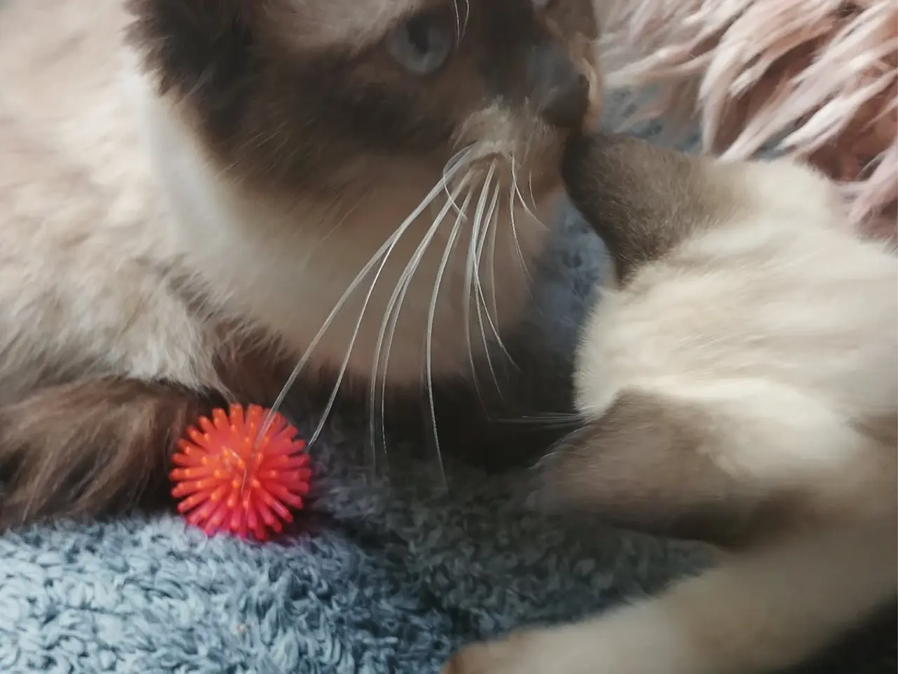 Billede 11 - Lækre ragdoll-siameser-HB blandings killinger