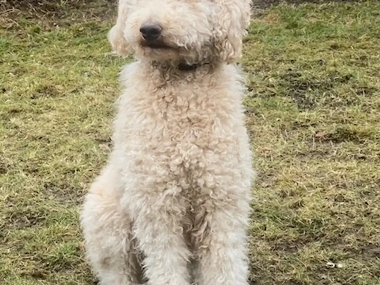 Billede 3 - F1b Labradoodle hvalpe klar til sommer