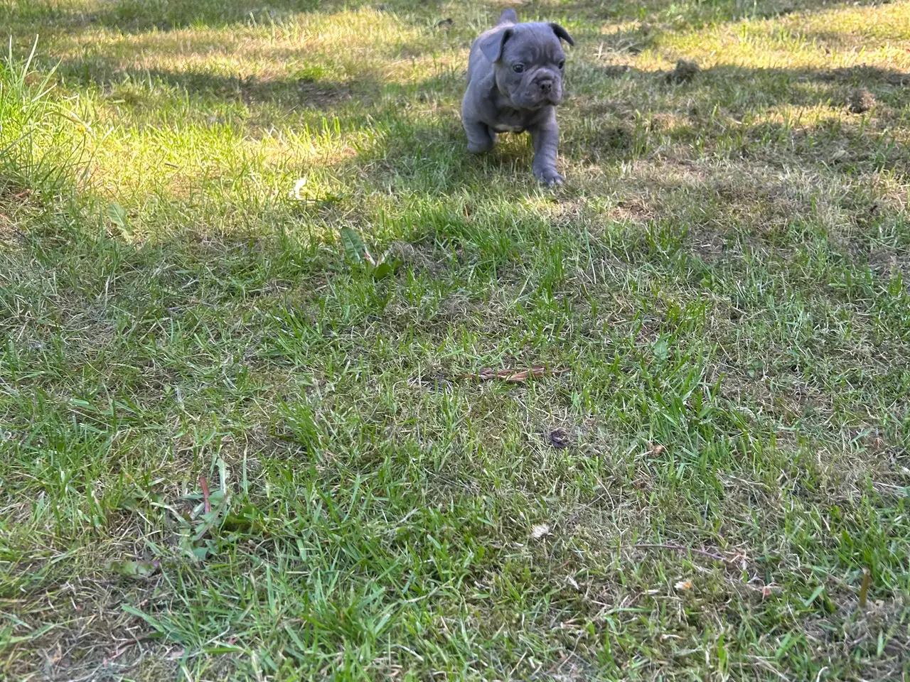Billede 12 - Fransk bulldog blanding