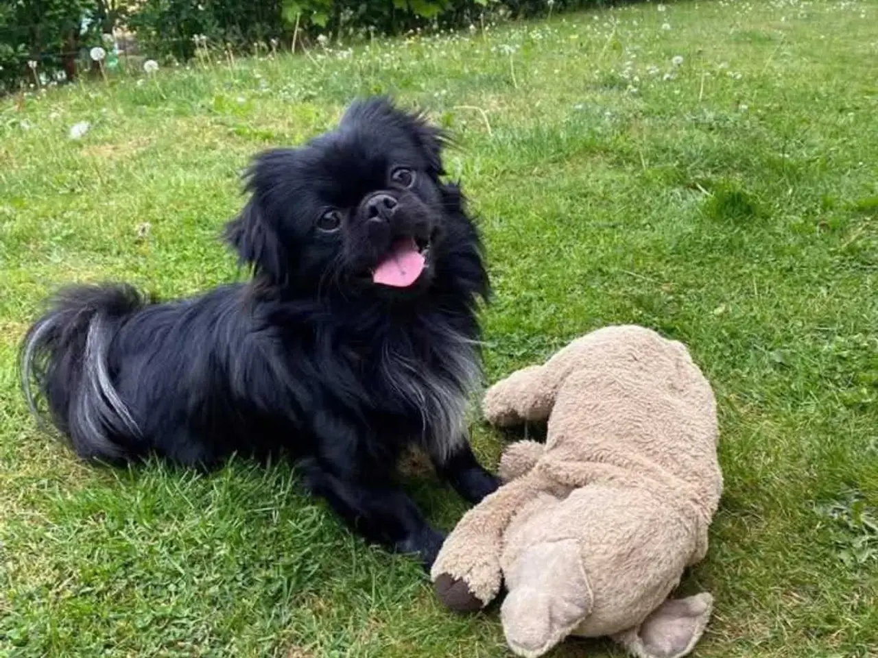 Billede 4 - Hanhund