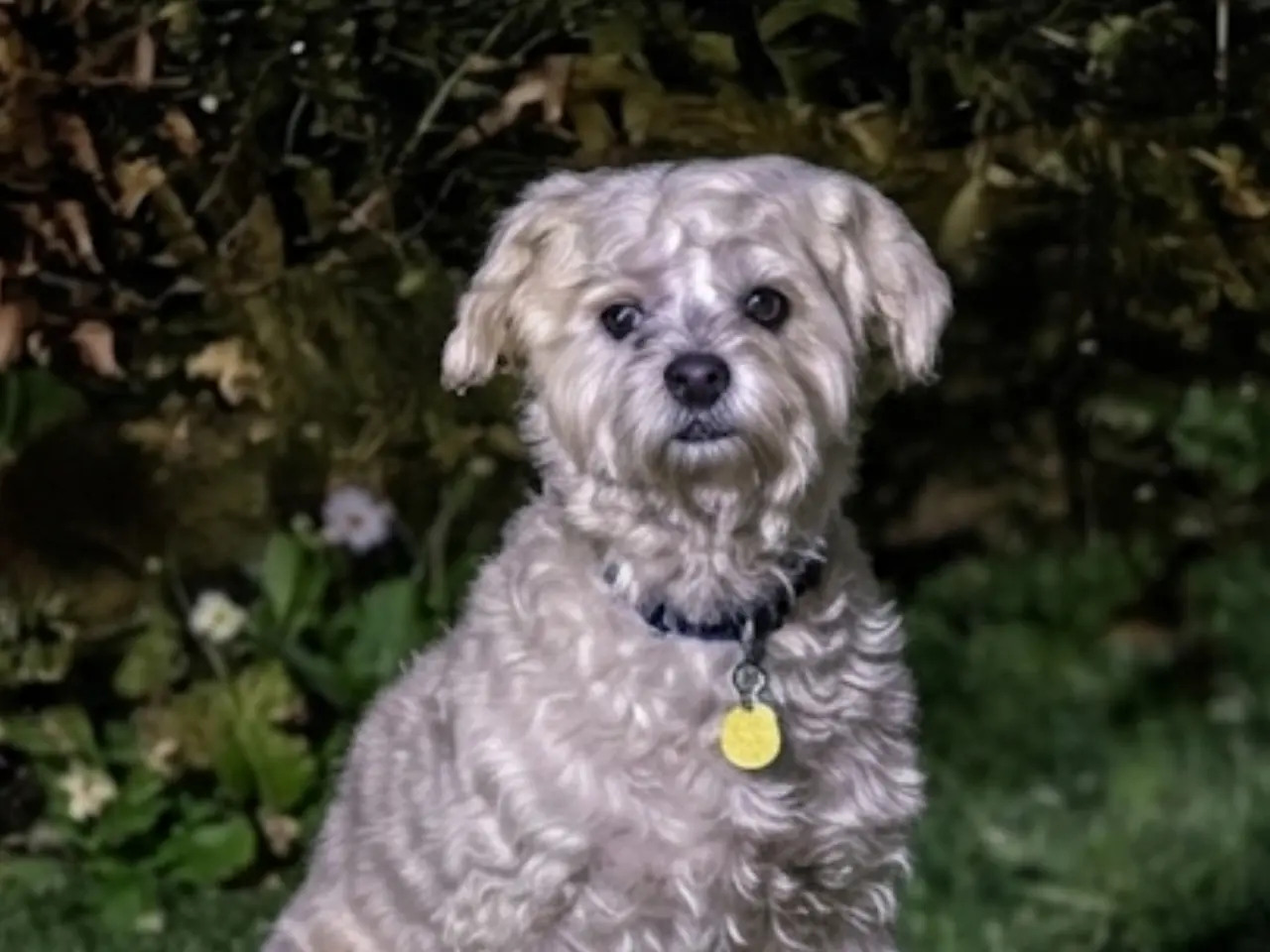 Billede 6 - Jacktese hvalpe ( Jack Russel terrier + Maltiser )