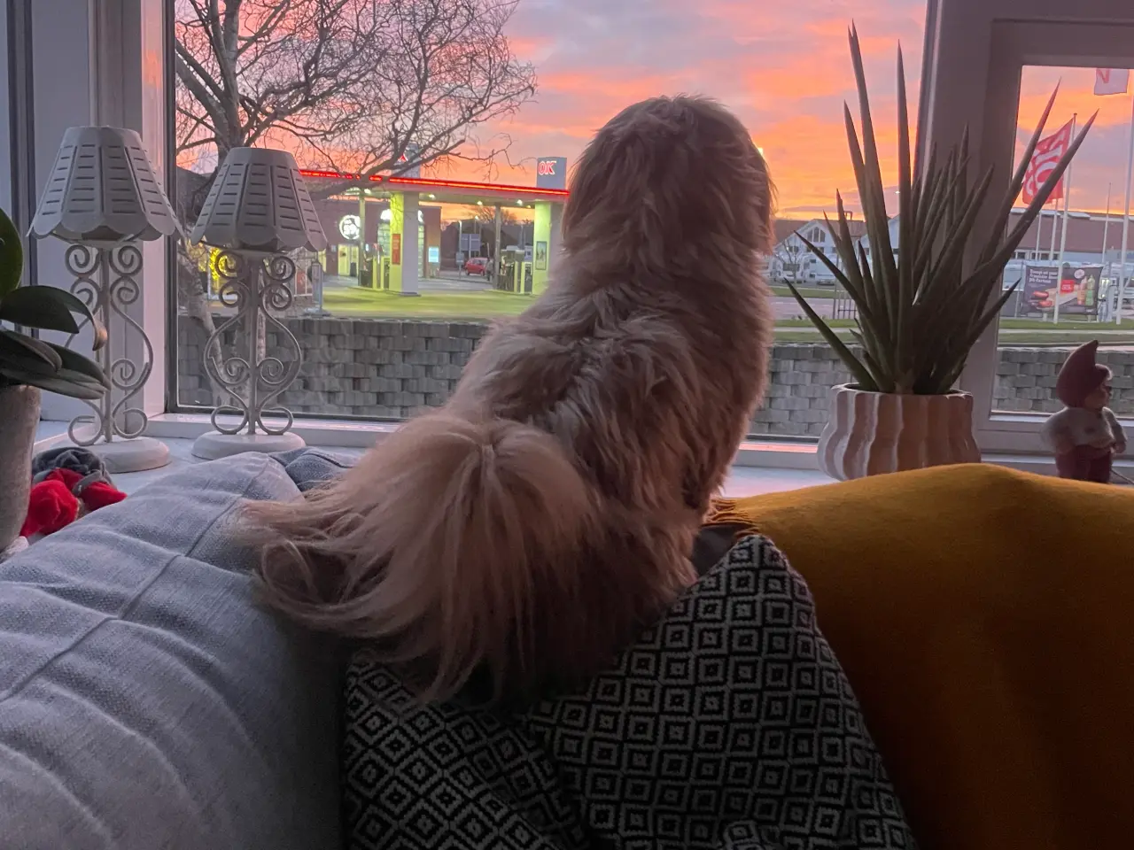 Billede 5 - Shih Tzu Vil du på date med mig