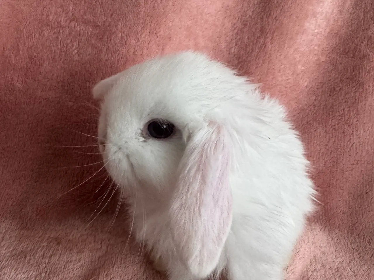 Billede 1 - 🐰Mini lop kanin unger🐰