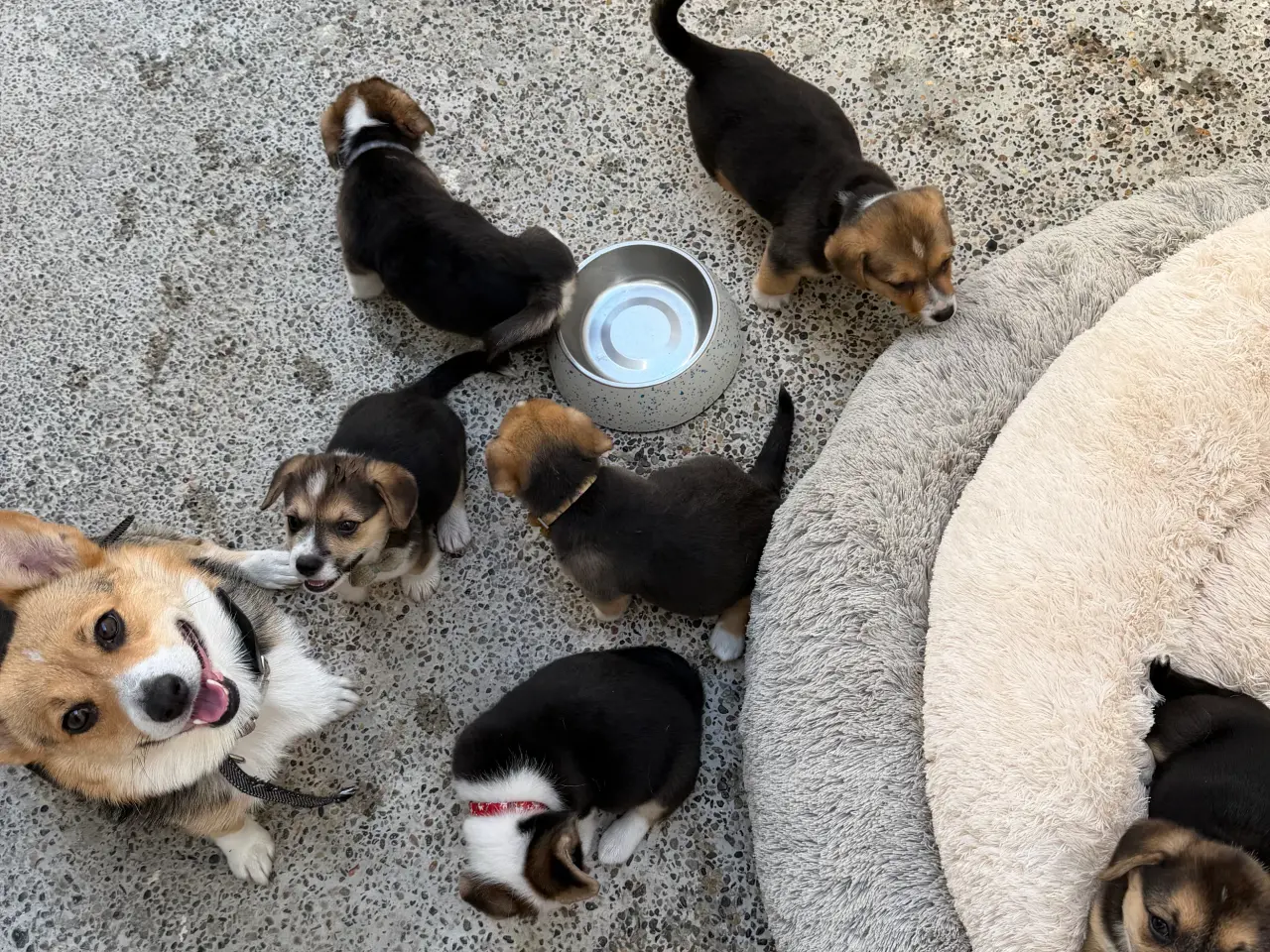 Billede 17 - Corgi Pembroke hundehvalpe