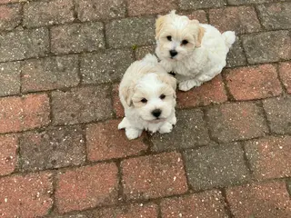 Malteser/Maltipoo 1 han tilbage - 3
