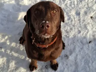 Skønne LabCollie Hvalpe