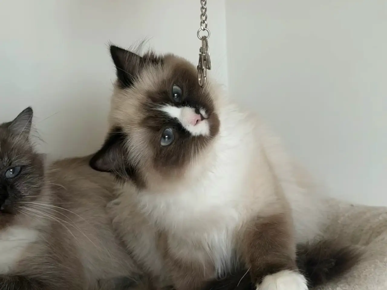 Billede 1 - Ragdoll killing